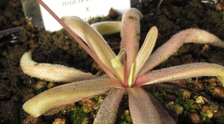 Pinguicula moctezumae x rectifolia