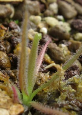 Pinguicula medusina x moctezumae
