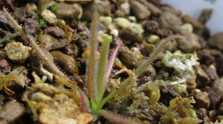 Pinguicula medusina x moctezumae