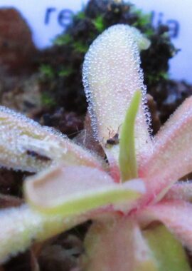 Pinguicula moctezumae x rectifolia