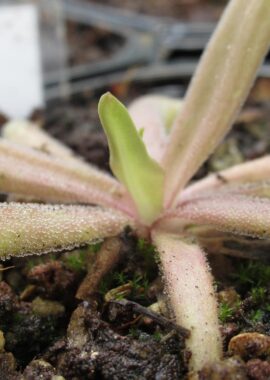 Pinguicula moctezumae x rectifolia