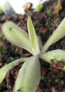 Pinguicula moctezumae x rectifolia