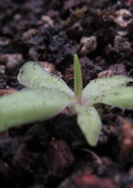 Pinguicula moctezumae x emarginata
