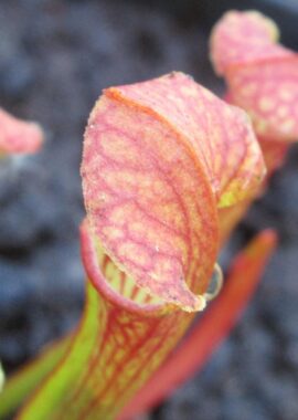Sarracenia x moorei 'Elizabeth’ seedgrown – Clone A