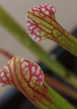 Sarracenia x moorei 'Elizabeth’ seedgrown – Clone B