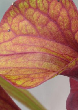 Sarracenia – 'C24 Copper Coin’