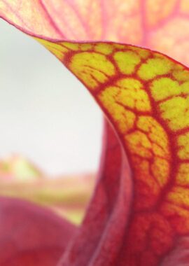 Sarracenia – 'C24 Copper Coin’