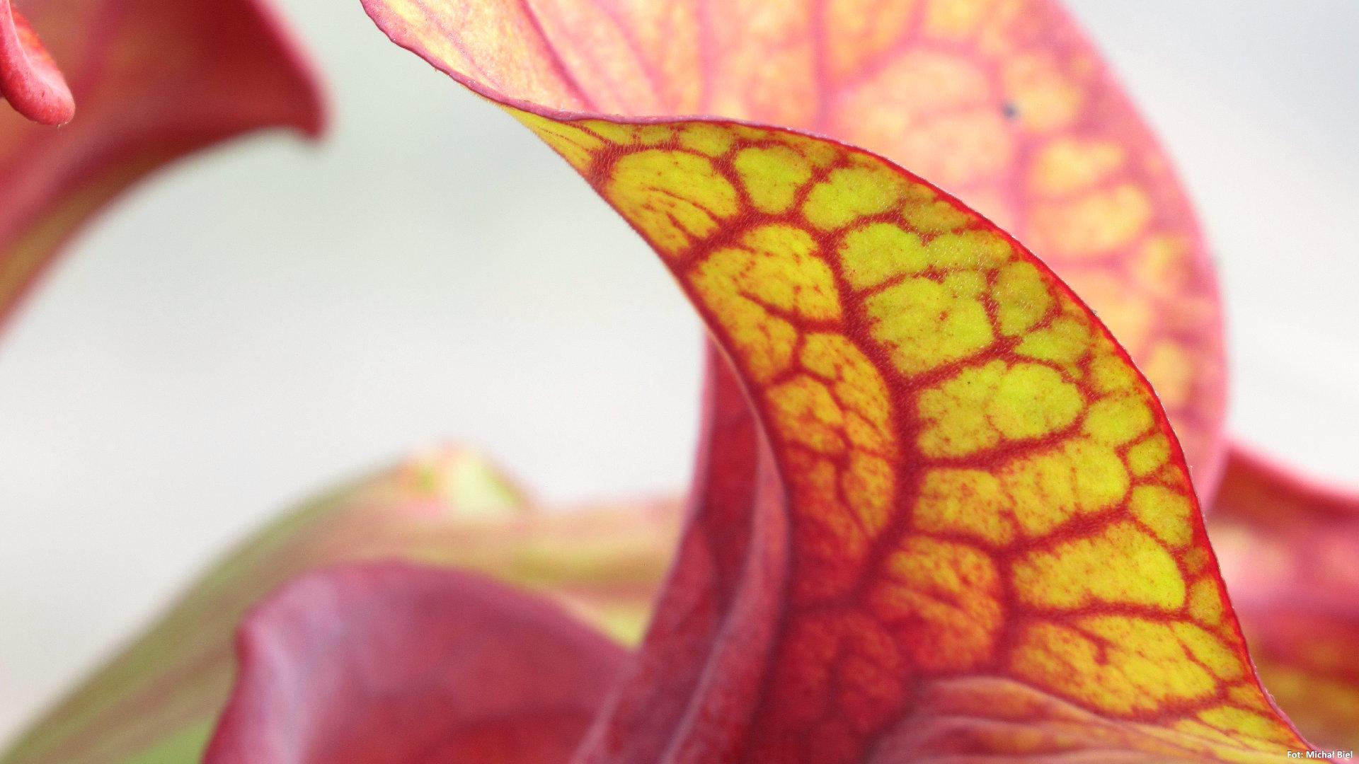 Sarracenia - 'C24 Copper Coin'