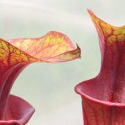 Sarracenia - 'C24 Copper Coin'