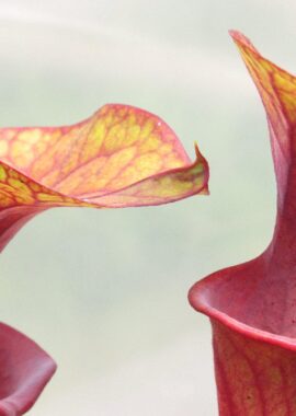 Sarracenia – 'C24 Copper Coin’