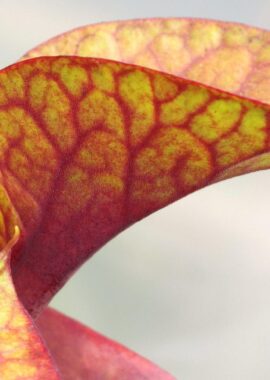 Sarracenia – 'C24 Copper Coin’