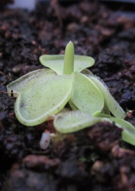 Pinguicula moranensis {Molango}
