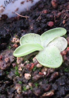 Pinguicula moranensis {Molango}