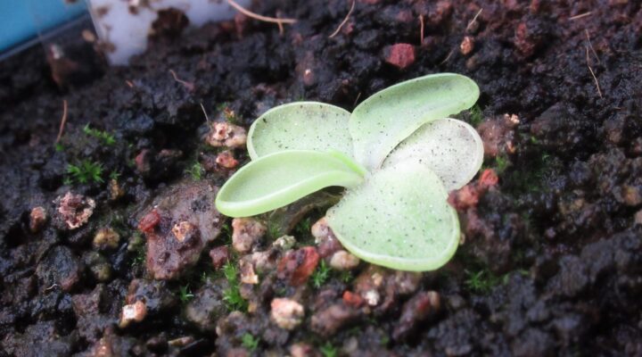 Pinguicula moranensis