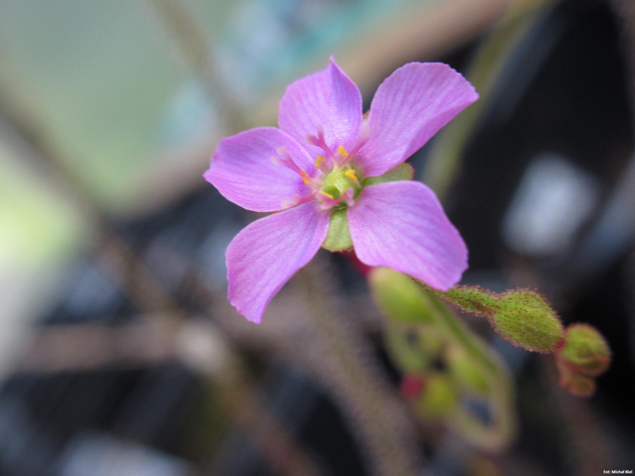 Drosera natalensis {Inanda Rd, Kwazulu Natal}