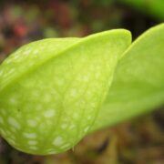 Sarracenia psittacina Neon
