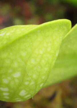 Sarracenia psittacina Neon