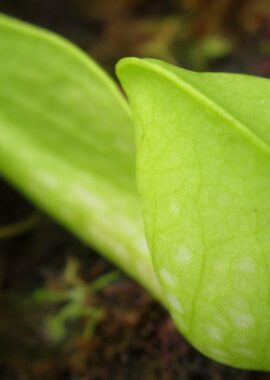 Sarracenia psittacina Neon