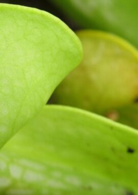 Sarracenia psittacina Neon