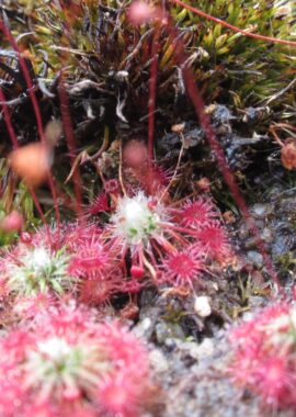 Drosera occidentalis ssp. occidentalis {Frenchman Peak}