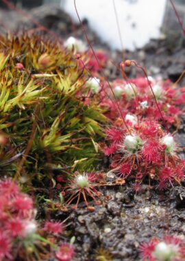 Drosera occidentalis ssp. australis {Warriup}