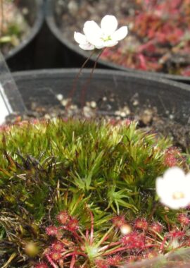 Drosera occidentalis ssp. occidentalis {Bermullah}