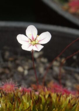 Drosera occidentalis ssp. occidentalis {Bermullah}