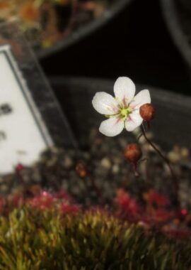 Drosera occidentalis ssp. occidentalis {Bermullah}