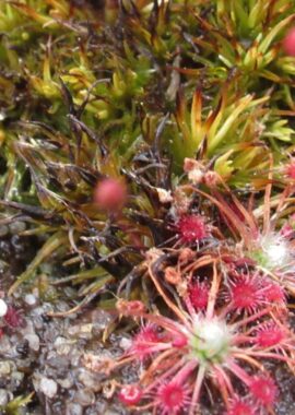 Drosera occidentalis ssp. occidentalis {Bermullah}