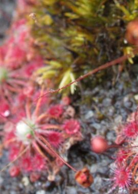 Drosera occidentalis ssp. occidentalis {Bermullah}