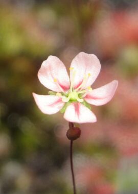 Drosera occidentalis ssp. occidentalis {Cape Le Grande}