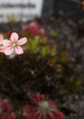 Drosera occidentalis ssp. occidentalis {Cape Le Grande}