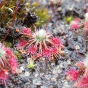 Drosera occidentalis ssp. occidentalis {Cape Le Grande}