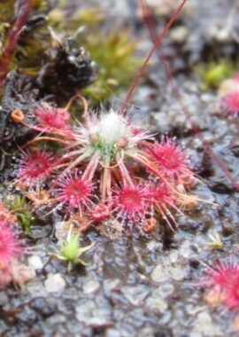 Drosera occidentalis ssp. occidentalis {Cape Le Grande}