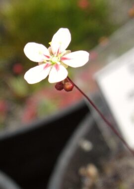 Drosera occidentalis ssp. occidentalis {Frenchman Peak}