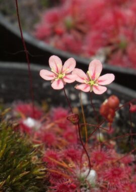 Drosera occidentalis ssp. occidentalis {Frenchman Peak}