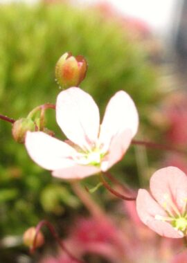 Drosera occidentalis ssp. occidentalis {Frenchman Peak}