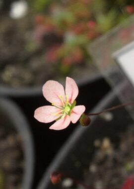 Drosera occidentalis ssp. occidentalis {Frenchman Peak}