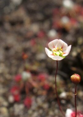 Drosera occidentalis ssp. occidentalis {Mt. Cooke, WA}