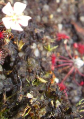 Drosera occidentalis ssp. occidentalis {Mt. Cooke, WA}