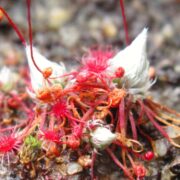 Drosera occidentalis ssp. occidentalis {Mt. Cooke, WA}