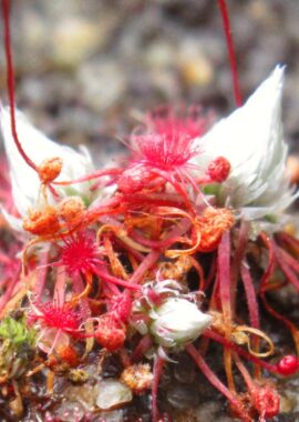 Drosera occidentalis ssp. occidentalis {Mt. Cooke, WA}