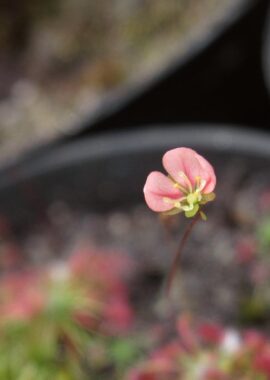 Drosera occidentalis ssp. australis {Warriup}