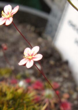 Drosera occidentalis ssp. australis {Warriup}
