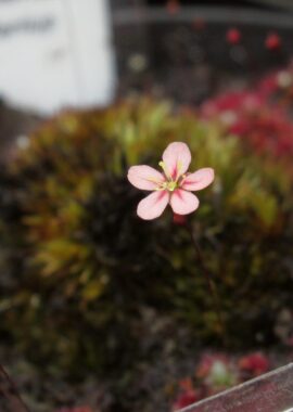 Drosera occidentalis ssp. australis {Warriup}