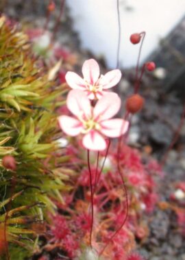 Drosera occidentalis ssp. australis {Warriup}