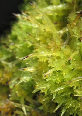 Sphagnum palustre