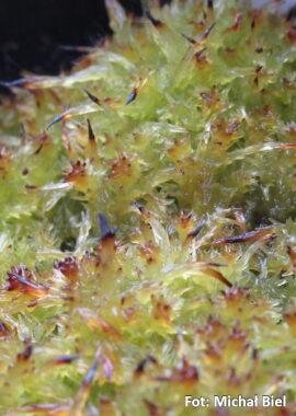 Sphagnum palustre