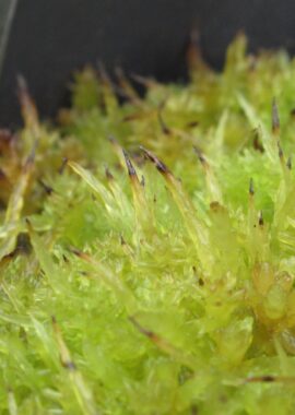 Sphagnum palustre