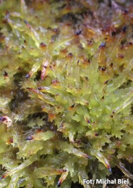 Sphagnum papillosum